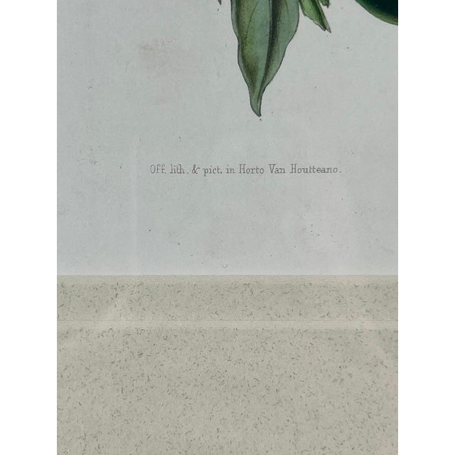Vintage Trowbridge Custom Framed Botanical Print “Phlox” After Louis Van Houtte (1810–1876) For Sale In Boston - Image 6 of 7