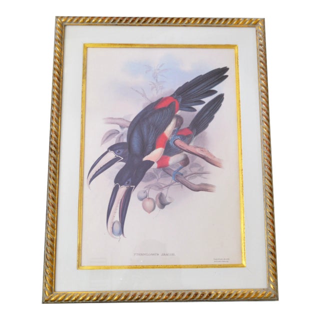 Antique Pteroglossus Aracari Lithograph After Gould and Richter, Framed For Sale