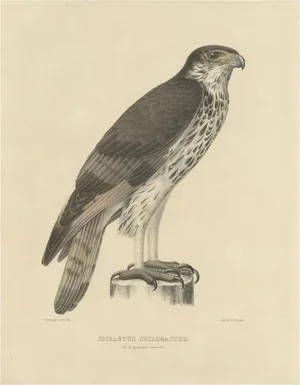 Guillaume Severeyns, African Hawk-Eagle, 1850s, Paper