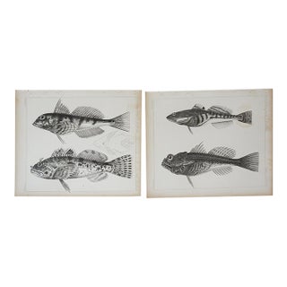 Mid 19th Century Us Pacifc Railroad Fish Lithograph Book Plate - A Pair For Sale
