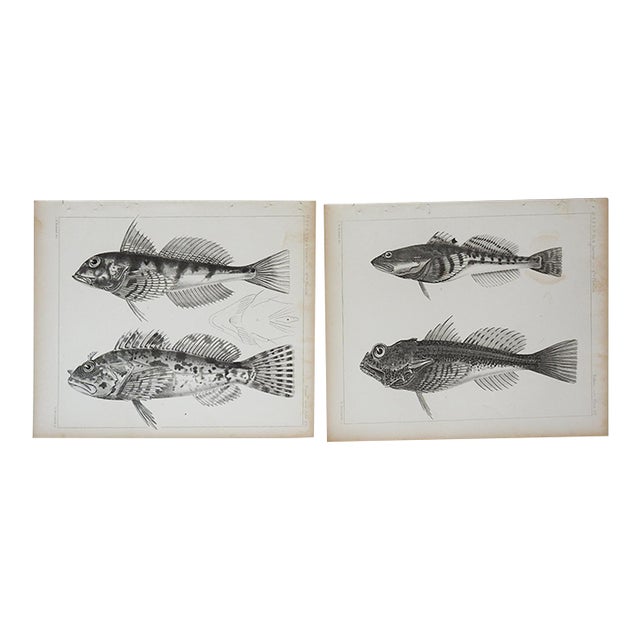 Mid 19th Century Us Pacifc Railroad Fish Lithograph Book Plate - A Pair For Sale