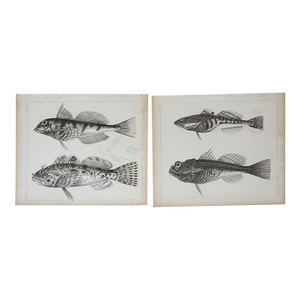 Mid 19th Century Us Pacifc Railroad Fish Lithograph Book Plate - A Pair