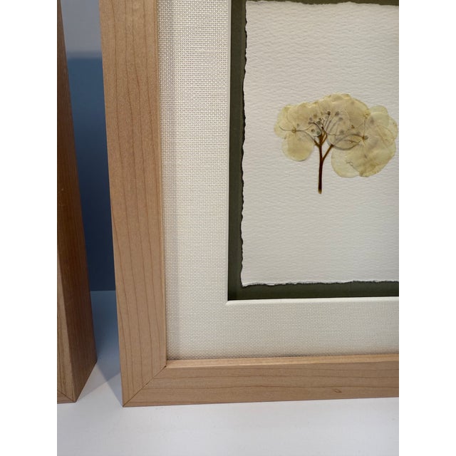 Framed Pair of Pressed Hydrangea Blossoms For Sale - Image 10 of 13