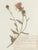 Wood Custom Framed Vintage Finnish Herbarium Botanical Specimens, Set of Four For Sale - Image 7 of 16