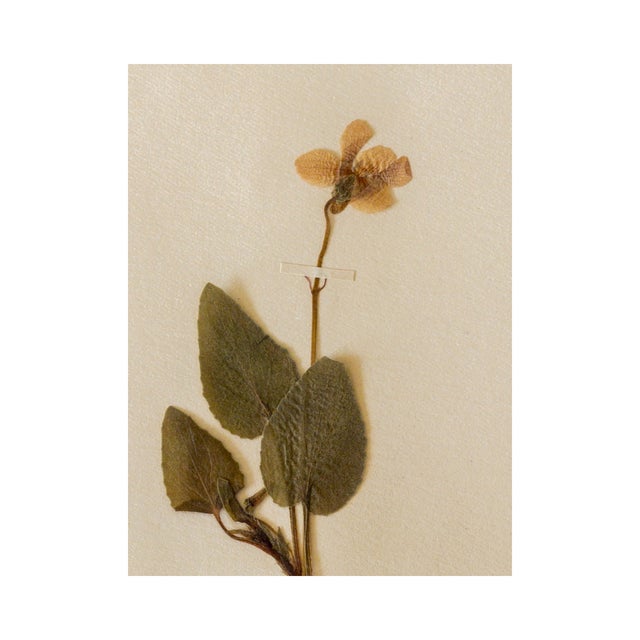 Rustic European Antique Swedish Herbarium - Viola, Circa 1907 For Sale - Image 3 of 4