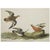 Farmhouse 1966 Vintage Cottage Print "Yellow Rail and Red Phalarope" After John James Audubon For Sale - Image 3 of 6