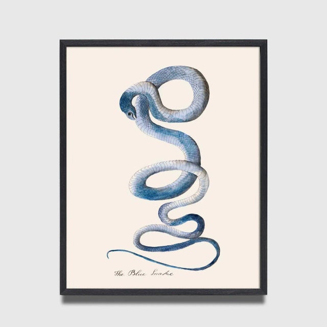 This amazing snake print is from my Naturalist Collection – a series of remastered prints from a English Naturalists'...