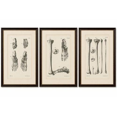Title: Set of Three Original French Anatomical Foot and Lower Limb Lithographs by Jules Cloquet, Paris, 1821–1831 : An...