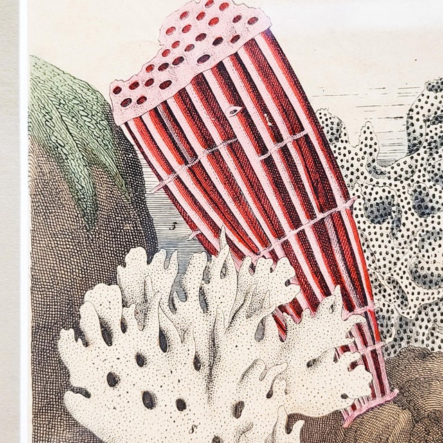 Antique Zoological Print with Coral & Anemones, 19th Century For Sale - Image 11 of 17