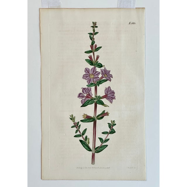 Illustration Antique Winged Loosestrife Botanical Engraving by Curtis, 1816 For Sale - Image 3 of 4