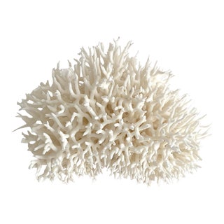 Large Natural White Birdsnest Coral Specimen For Sale