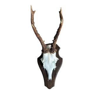 1980s Roe Deer Trophy 21 Black Forest Antlers Mount For Sale