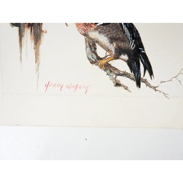 Vintage late 20th century gouache on paper painting of a wood duck. Signed Henry Wallace (20th century) Texas lower left....