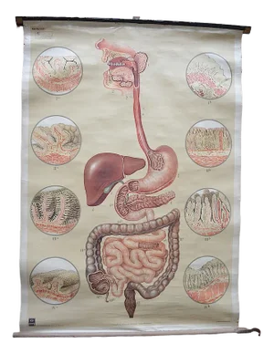 Vintage Poster from the German Hygiene Museum, Dresden, 1920s