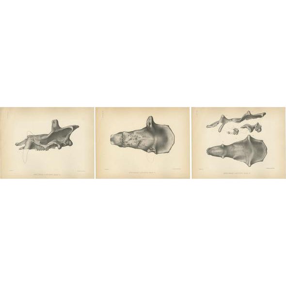 Marsh, Paleontology Illustrations of a Dinoceras Laticeps, 1886, Prints, Set of 3 For Sale