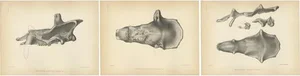 Marsh, Paleontology Illustrations of a Dinoceras Laticeps, 1886, Prints, Set of 3