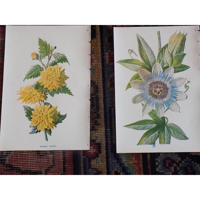 Late 19th Century Antique 19th Century Edward Hulme Botanical "Garden Flowers" Lithographs - Set of 12 - Super Price! For Sale - Image 5 of 9