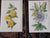 Late 19th Century Antique 19th Century Edward Hulme Botanical "Garden Flowers" Lithographs - Set of 12 - Super Price! For Sale - Image 5 of 9