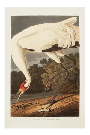 1990s Whooping Crane After Audubon, Large Cottage Print