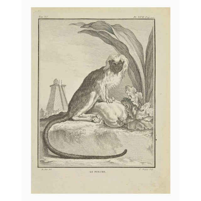 Le Pinche is an etching realized by Jean Charles Baquoy in 1771. It belongs to the suite "Histoire Naturelle de Buffon"....