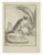 Le Pinche is an etching realized by Jean Charles Baquoy in 1771. It belongs to the suite "Histoire Naturelle de Buffon"....