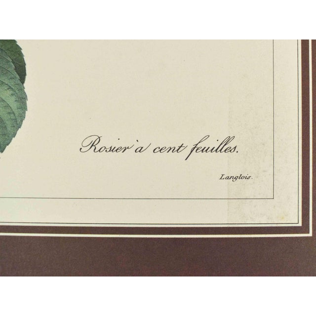 Green Mid 20th Century p.j. Redoute Botanical Art Prints - Set of 4 For Sale - Image 8 of 16
