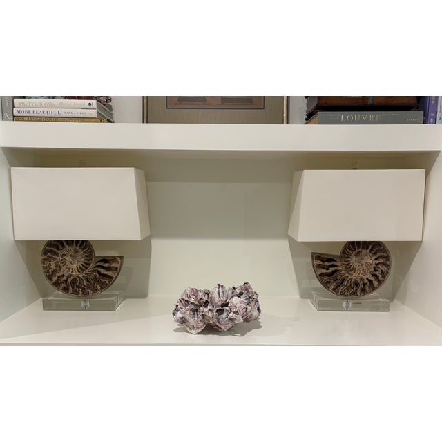 1970s Large Natural Barnacle Cluster Specimen For Sale - Image 5 of 11