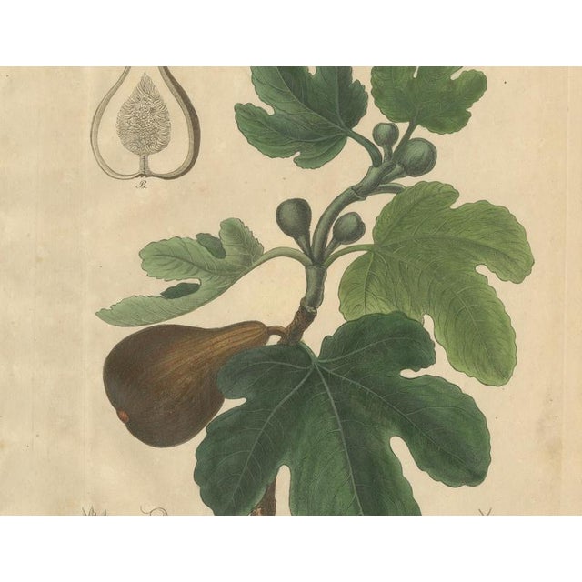 Ficus Carica, 1800s, Paper For Sale - Image 4 of 10