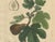 Ficus Carica, 1800s, Paper For Sale - Image 4 of 10