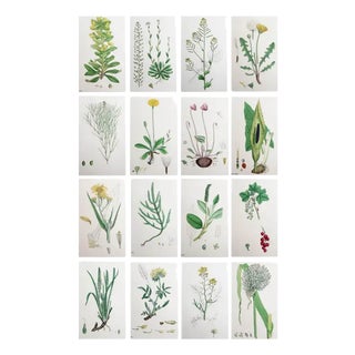 After Hooker, Botanical Illustrations, Prints, 1850, Set of 16 For Sale
