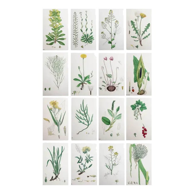After Hooker, Botanical Illustrations, Prints, 1850, Set of 16 For Sale