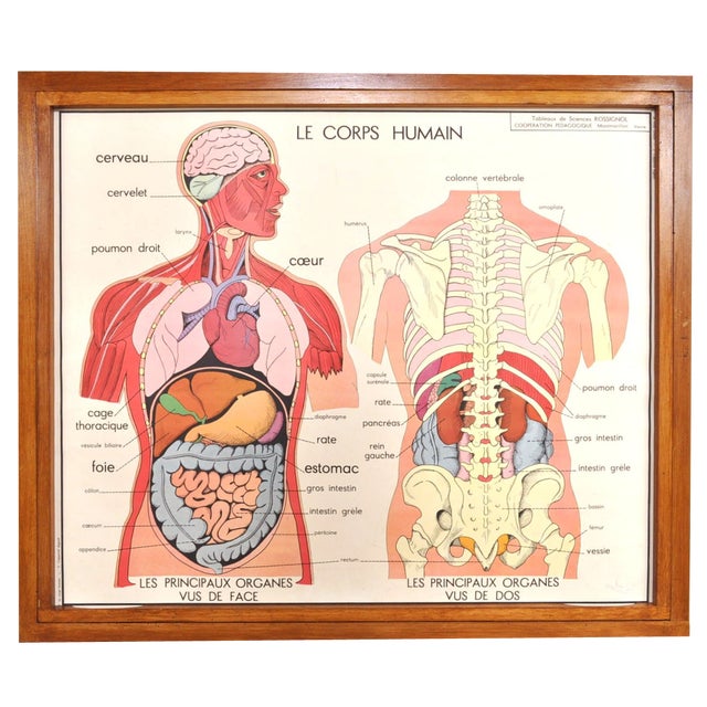 Vintage Double Sided School Posters in Frame of the Human Body, 1950s For Sale