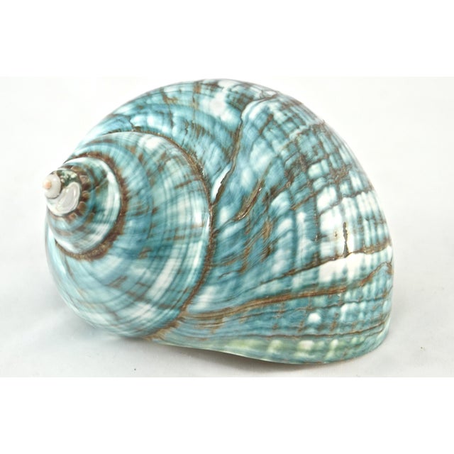 Aqua Green Turbo Shell | Chairish