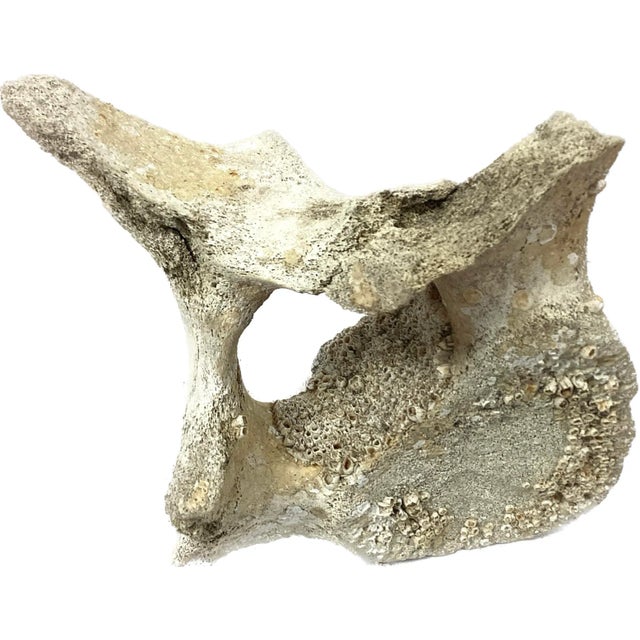 Fossilized Whale Vertebrae #15 For Sale - Image 4 of 7