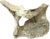 Fossilized Whale Vertebrae #15 For Sale - Image 4 of 7