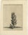 Botanical Engraving of Aloe Afric Erecta from Caspar Commelin's Work, 1706 This engraving is likely a botanical...