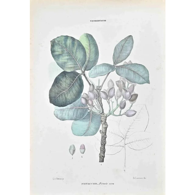 Lithograph hand watercolored. Belongs to the Series "Atlante di Botanica popolare ossia Illustrazione di Piante Notevoli...