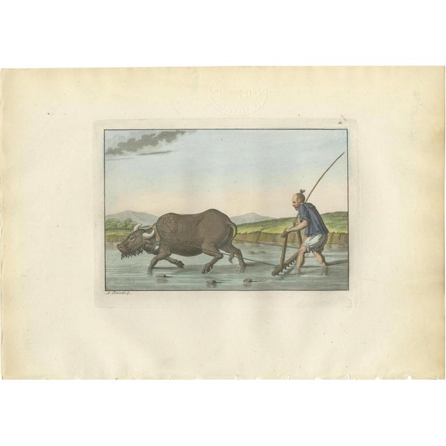 Ferrario, Chinese Farmer with Water Buffalo Agricultural Scene, 1815, Print For Sale - Image 14 of 14