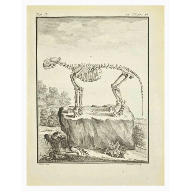 The skeleton is an etching realized in 1771 by Claude Jardinier. Titled and signed on the flat. The Artwork Belongs to the...