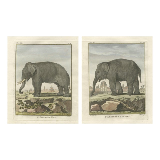 Antique Elephant Hand-Coloured Prints by Buffon, 1769, Set of 2 For Sale