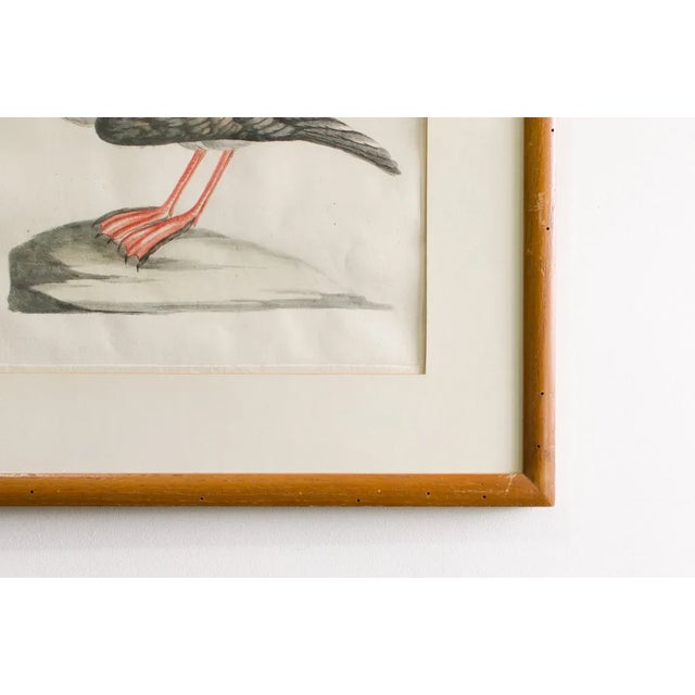 18th Century Antique Rare Hand Colored Etching Framed Puffin Bird by Saverio Manetti Italian, 1700's For Sale - Image 5 of 8