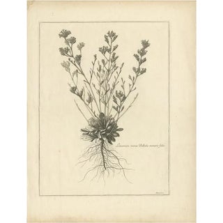 Dodart, Limonium Flowering Plant, 1680, Print For Sale