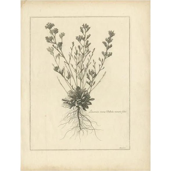 Dodart, Limonium Flowering Plant, 1680, Print For Sale