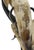 Rustic Pair of Rare Vintage Steer Horn &Amp; Cowhide Rustic Southwestern Armchairs. For Sale - Image 3 of 12