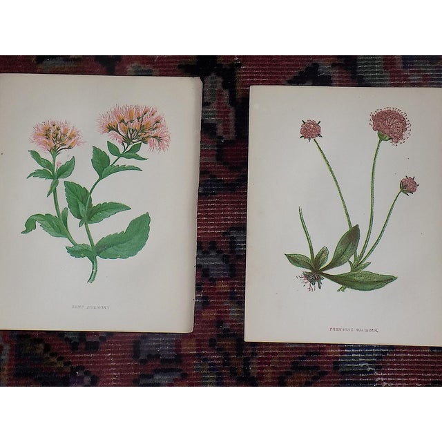 Antique 19th Century Anne Pratt Botanical Chromolithographs - Set of 12` For Sale - Image 4 of 8