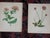 Antique 19th Century Anne Pratt Botanical Chromolithographs - Set of 12` For Sale - Image 4 of 8