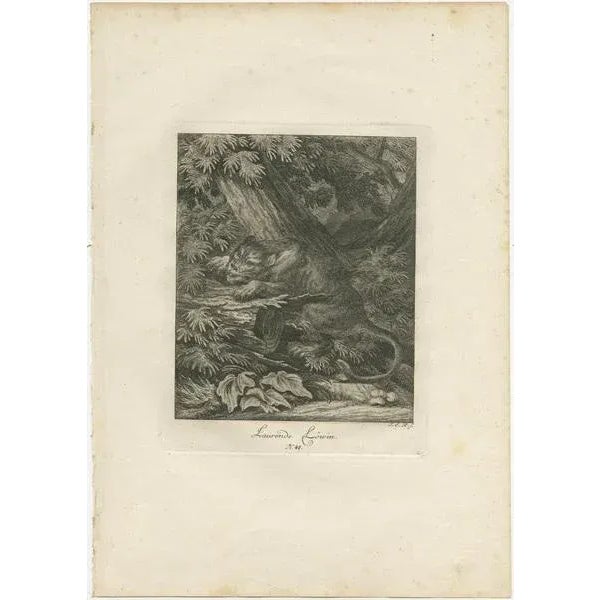Set of two original antique prints titled 'A Lioness Pursuing Her Prey' and 'Laurende Löwin'. Published by J. E. Ridinger,...