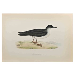 Alexander Francis Lydon, Manx Shearwater, Woodcut Print, 1870 For Sale