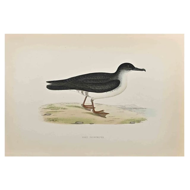 Alexander Francis Lydon, Manx Shearwater, Woodcut Print, 1870 For Sale