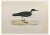 Alexander Francis Lydon, Manx Shearwater, Woodcut Print, 1870 For Sale